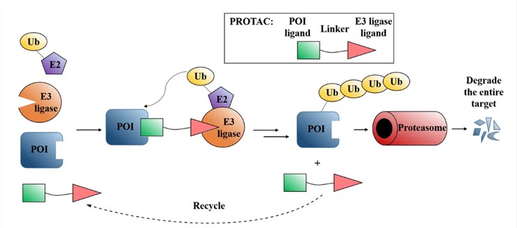 Schematic diagram of Protein Degraders.